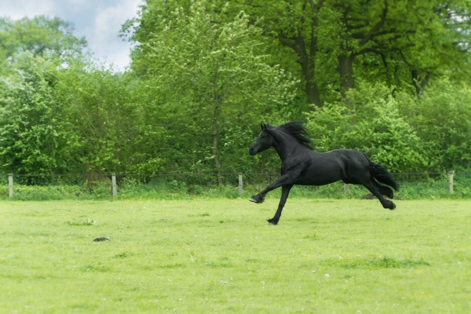 Zo plaats je weidepalen rondom een weiland