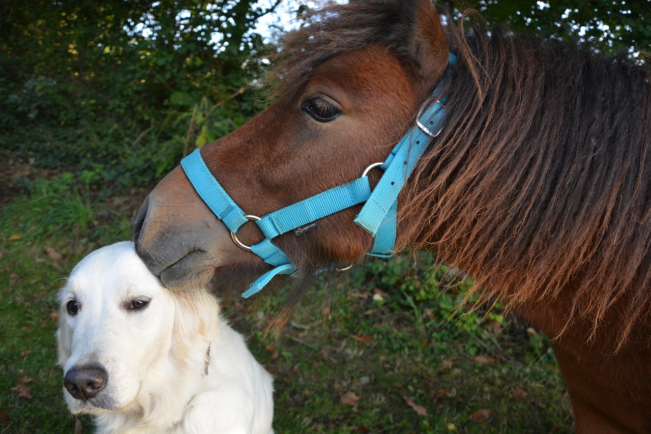 Wat honden en paarden met elkaar gemeen hebben