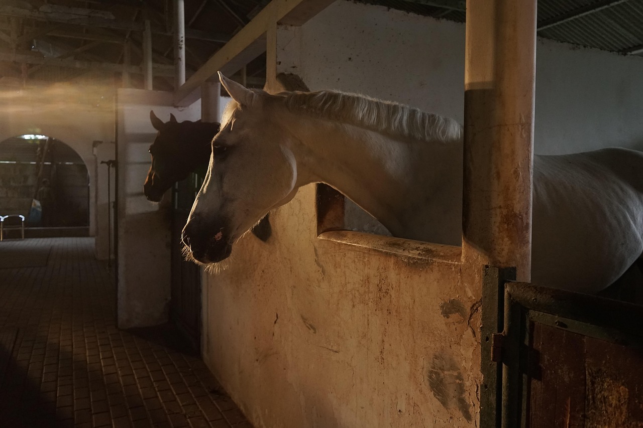 Paarden